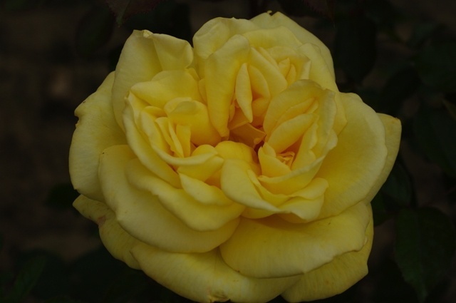 'Golden Tower' rose photo