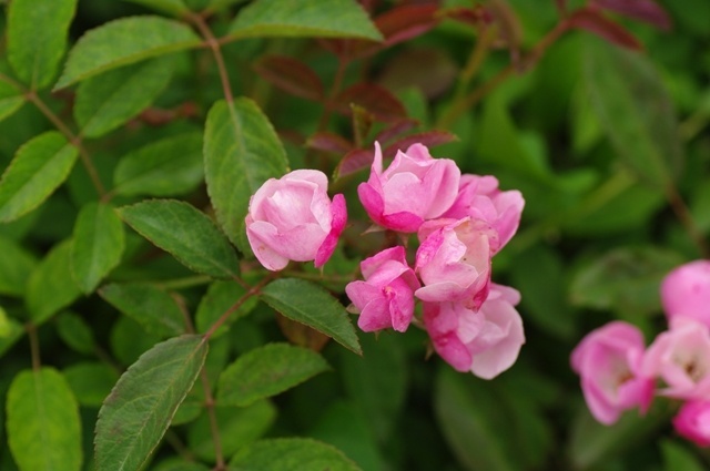 'Menja' rose photo