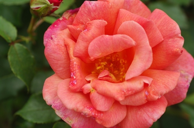 'Pomona' rose photo