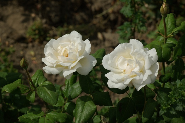 'Royal Queen' rose photo