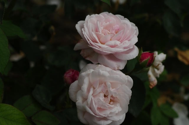 'Mademoiselle Blanche Lafitte (Bourbon, Pradel, 1851)' rose photo