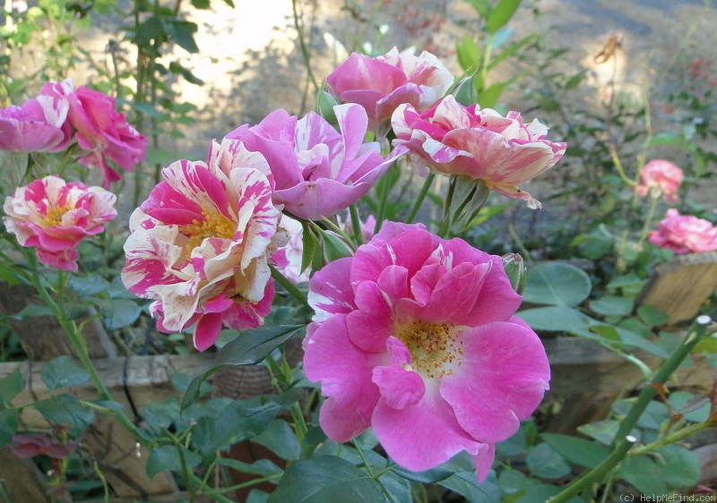 'Berries 'n' Cream' rose photo