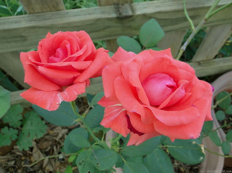 'Rosalynn Carter' rose photo