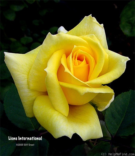 'Lions International' rose photo