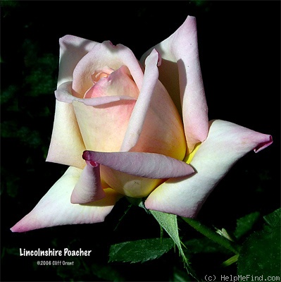 'Lincolnshire Poacher' rose photo