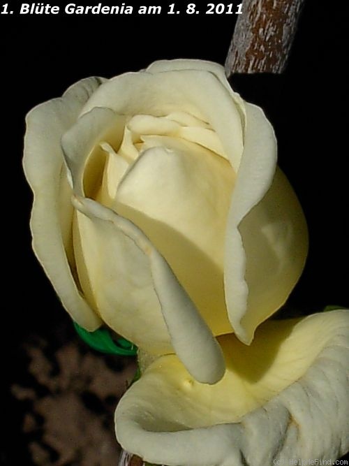 'Gardenia (rambler, Horvath/Manda, 1898)' rose photo
