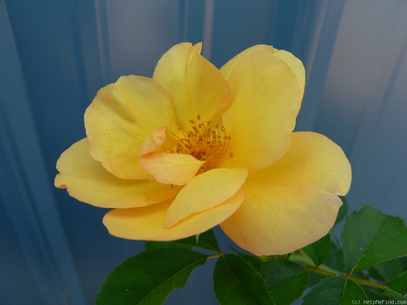 'Sunglow (mini-flora, Wells 2007)' rose photo