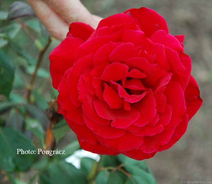 'Volcano (hybrid tea, Moro 1950)' rose photo