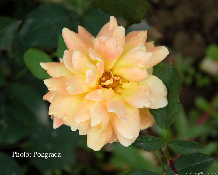 'Golden Perfume' rose photo