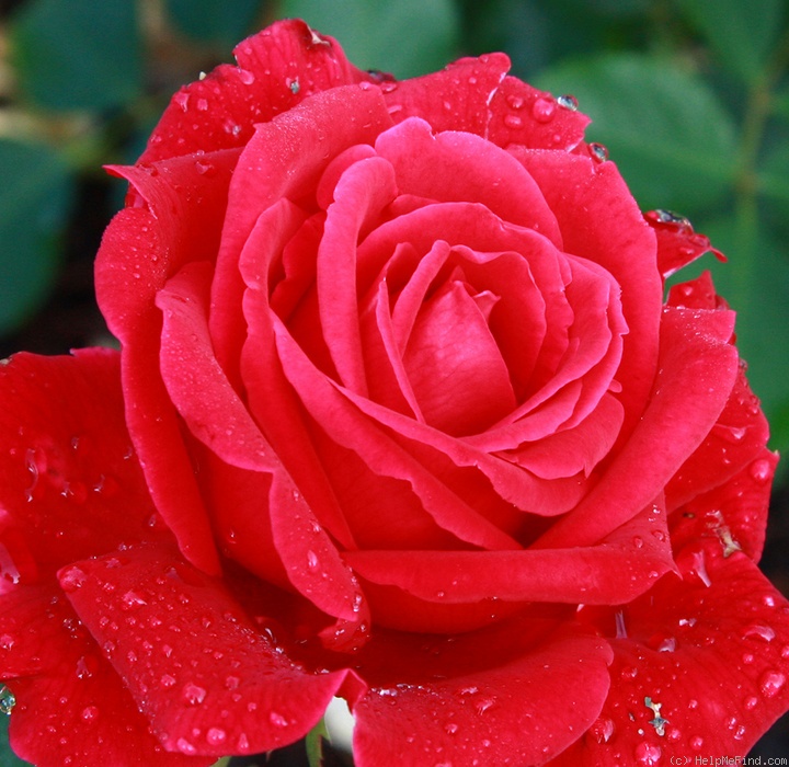 'Loving Memory' rose photo