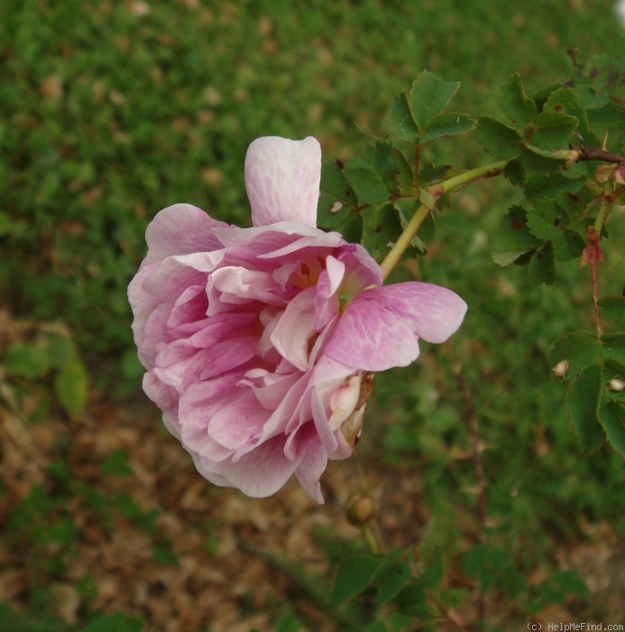 'Caerulea' rose photo