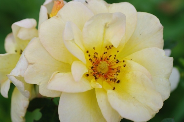 'Ava Rose' rose photo