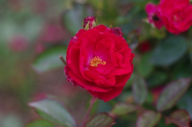'Rouge (polyantha, Verschuren before 1934)' rose photo