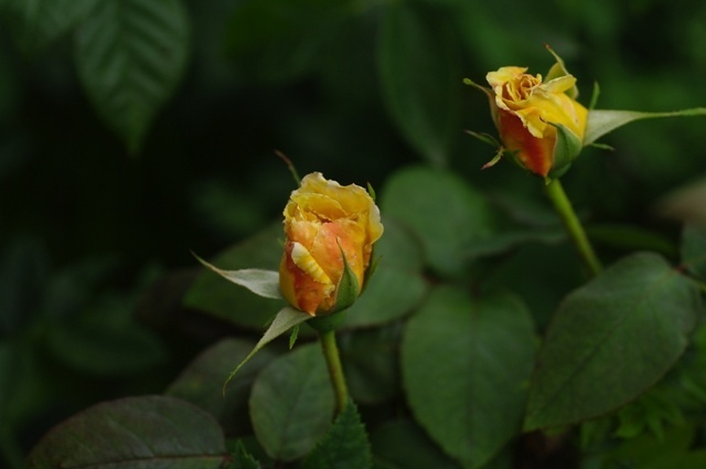 'Mary Pickford' rose photo