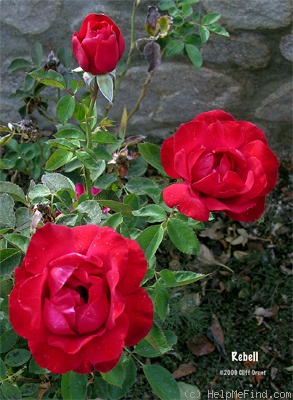 'Rebell (hybrid tea, Kordes 1996)' rose photo