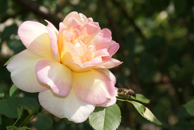 'Frühlingsduft (Hybrid Spinossima, Kordes, 1949)' rose photo