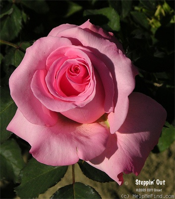 'Steppin' Out' rose photo