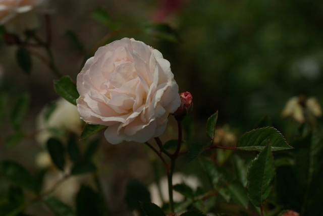 'Jeanny Soupert' rose photo