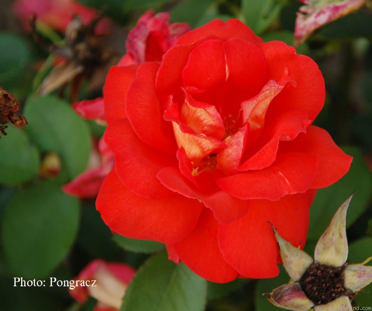 'Flirtation' rose photo