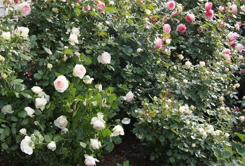 'Palais Royal ®' rose photo