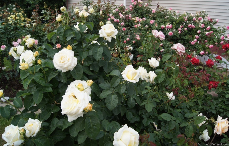 'Frederyk Chopin' rose photo