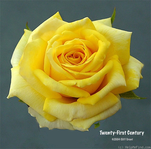 'Twenty First Century' rose photo