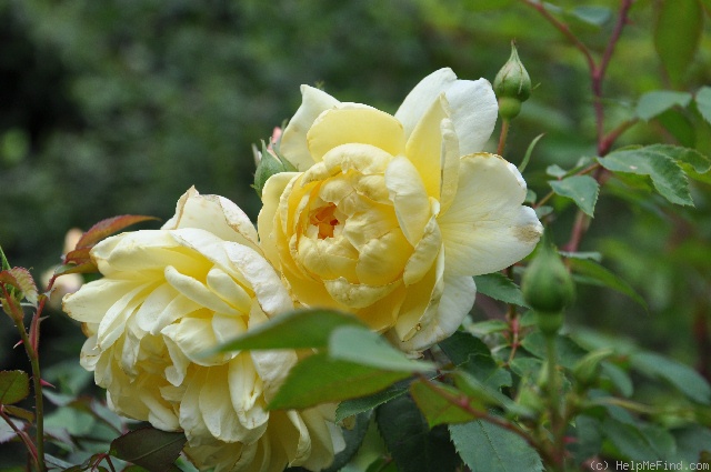 'Yellow Romantica™' rose photo