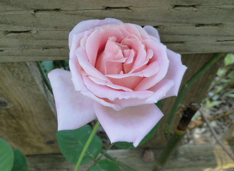 'Astrée (hybrid tea, Croix, 1955)' rose photo