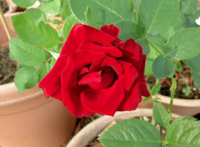 'Red Paris' rose photo