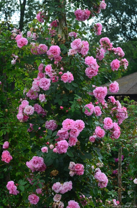 'Schultheis-Rose Millenium' rose photo