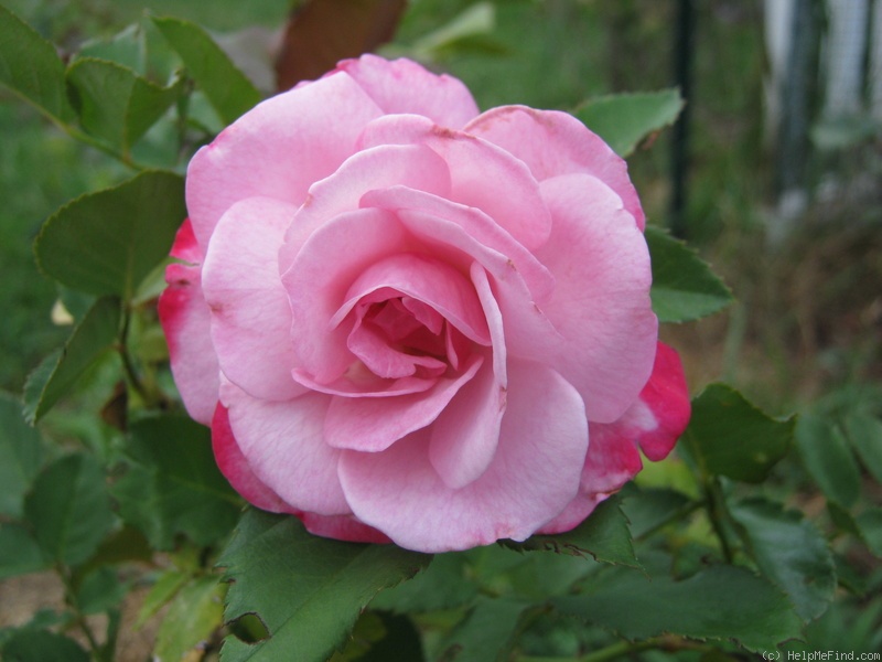 'Paw Maw' rose photo