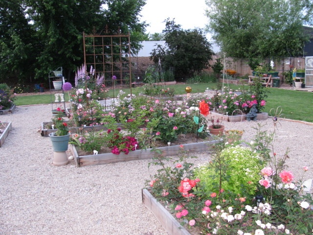 'Amy's Idaho Rose Garden'  photo