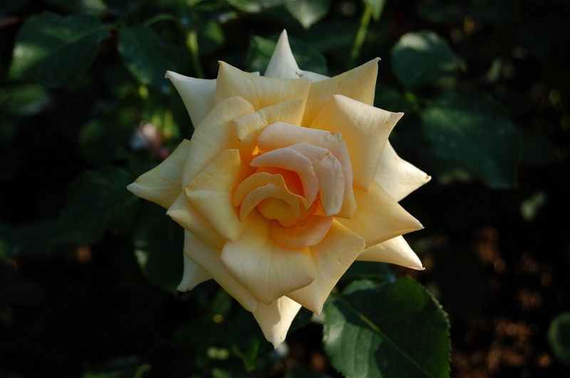 'Cheshire (hybrid tea, Fryer, 1999)' rose photo
