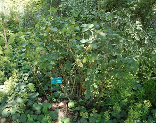 'Duc de Fitzjames' rose photo