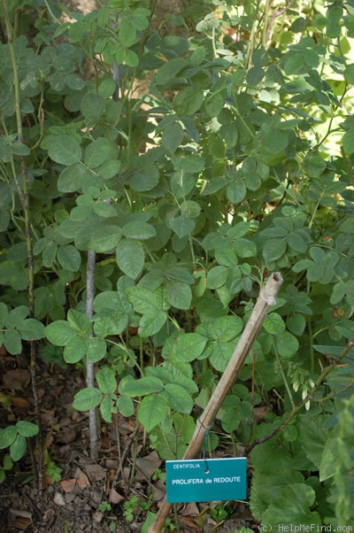 'Prolifera de Redouté' rose photo