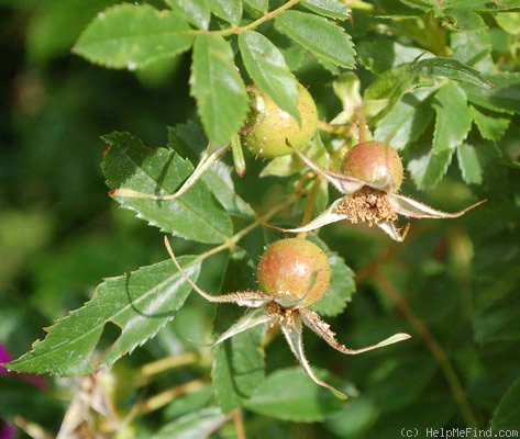 '<i>Rosa</i> X <i>mariae graebnerae</i> Ascherson & Graebner' rose photo