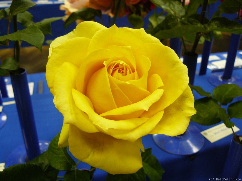 'St. Patrick ™ (hybrid tea, Strickland, 1986)' rose photo