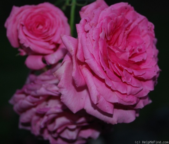 'Iridescent Pink' rose photo