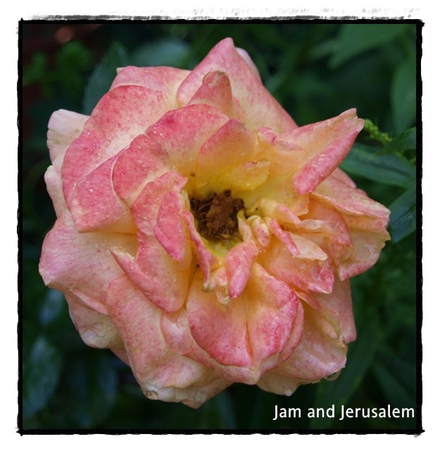 'Jam and Jerusalem' rose photo