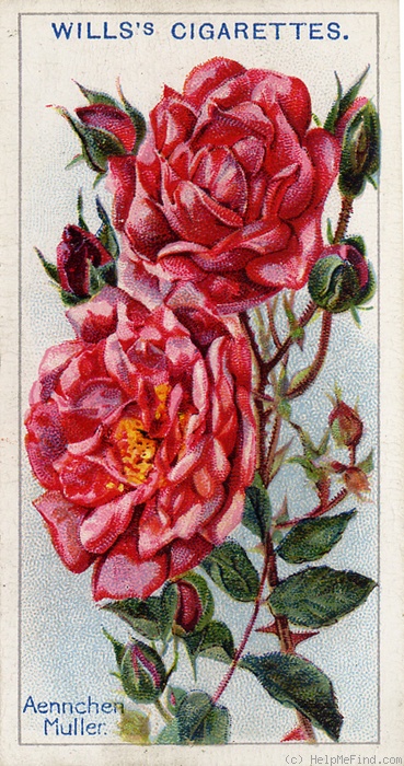 'Aennchen Müller' rose photo