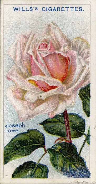 'Joseph Lowe' rose photo