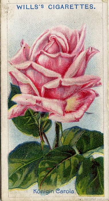 'Königin Carola (hybrid tea, Türke, 1902)' rose photo