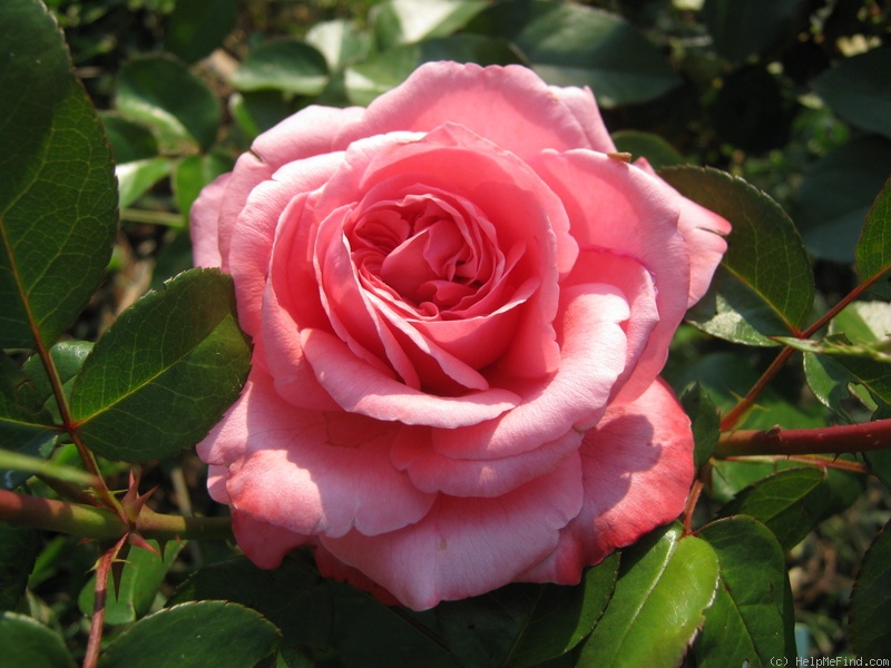 'Pink Flamingo (grandiflora, Meilland, 2006)' rose photo