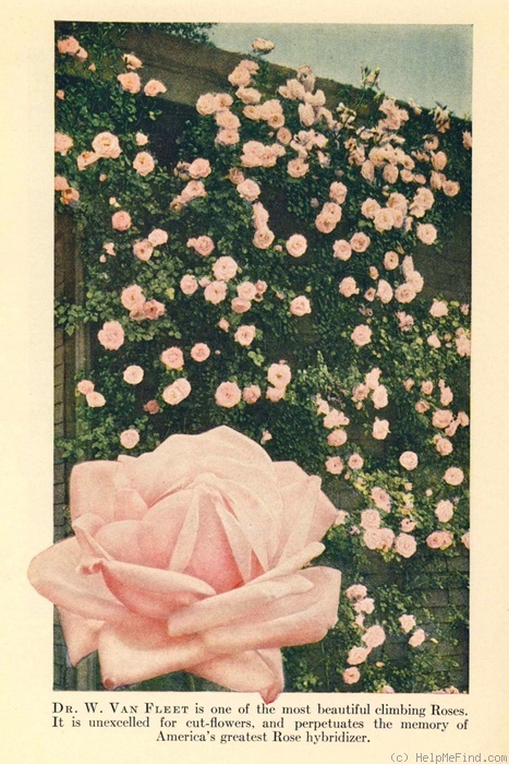 'Dr. Van Fleet' rose photo