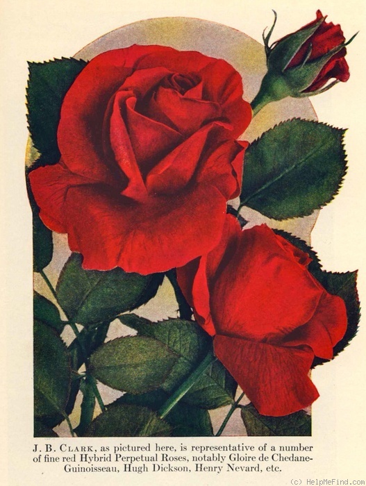 'J. B. Clark' rose photo