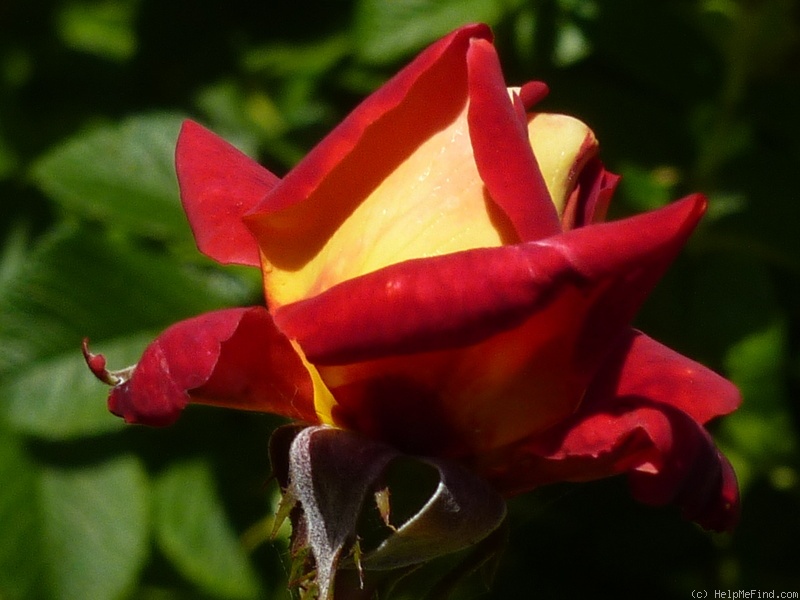 'Monte Carlo Country Club ®' rose photo