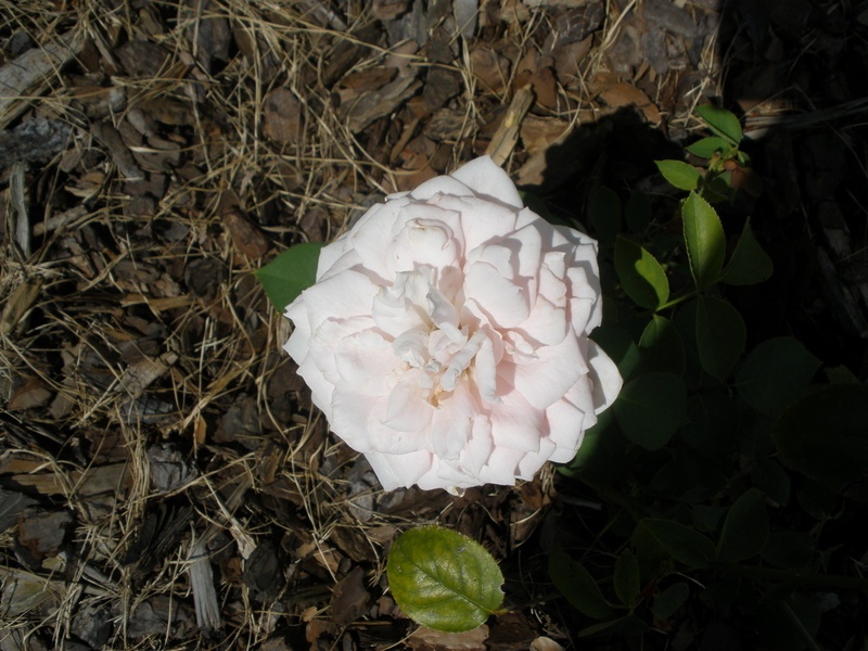 'September Morn' rose photo