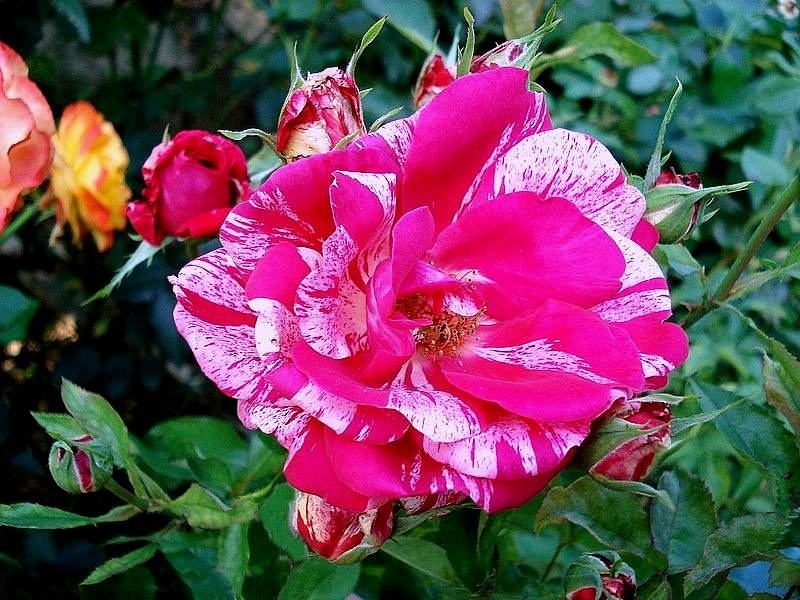 'Anniversaire' rose photo