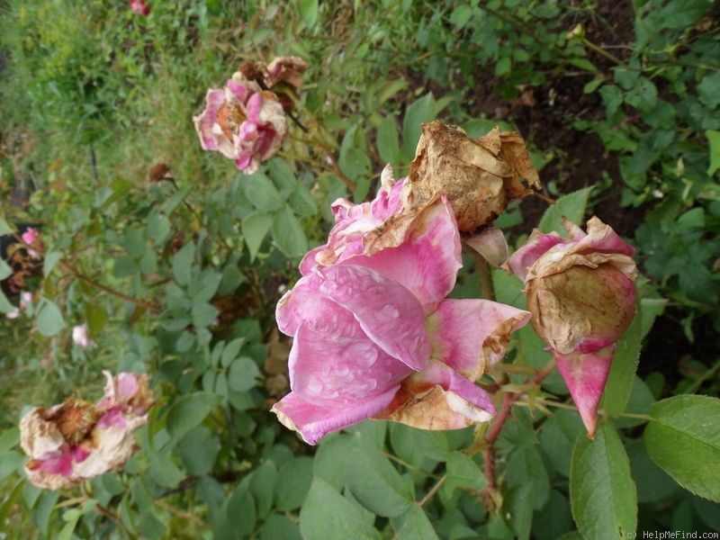 'Delicia ® (hybrid rugosa, Kordes, 2002)' rose photo