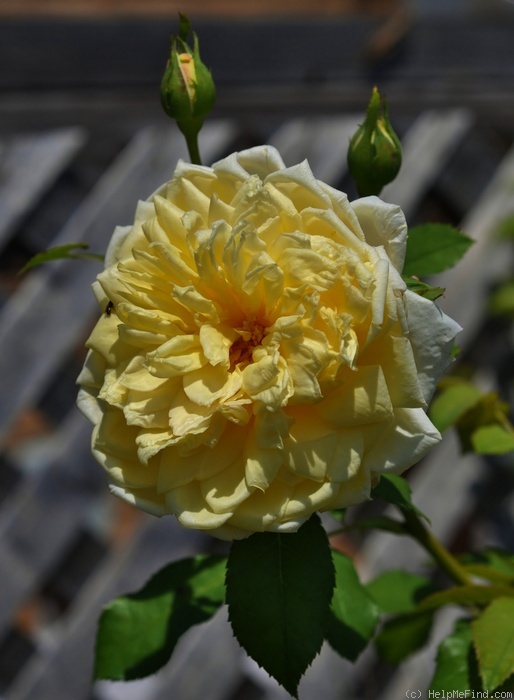 'St. Alban (shrub, Austin, 2004)' rose photo